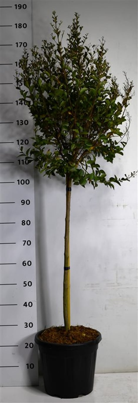Lagerstroemia i. Double Feature - 80 CM Stem C15